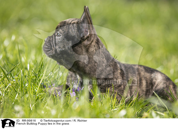 Franzsische Bulldogge Welpe liegt im Gras / French Bulldog Puppy lies in the grass / RR-99816