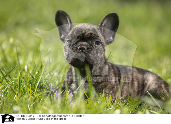 Franzsische Bulldogge Welpe liegt im Gras / French Bulldog Puppy lies in the grass / RR-99817