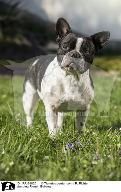 stehende Franzsische Bulldogge / standing French Bulldog / RR-99826