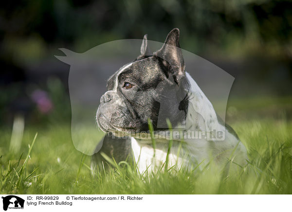 liegender Franzsische Bulldogge / lying French Bulldog / RR-99829