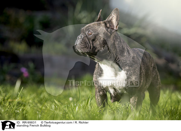 stehende Franzsische Bulldogge / standing French Bulldog / RR-99831