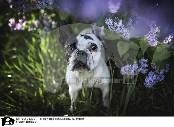 Franzsische Bulldogge / French Bulldog / SM-01399