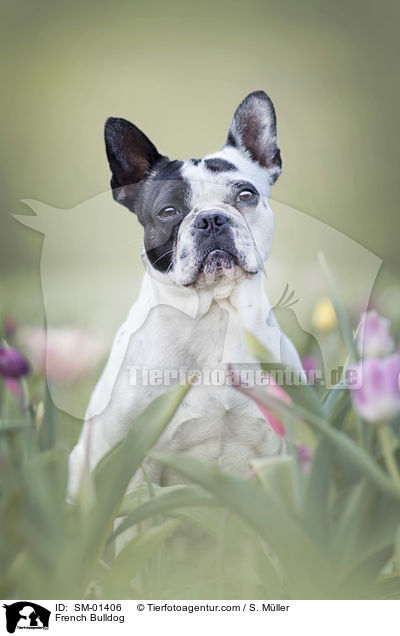 Franzsische Bulldogge / French Bulldog / SM-01406