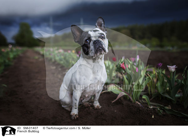 Franzsische Bulldogge / French Bulldog / SM-01407