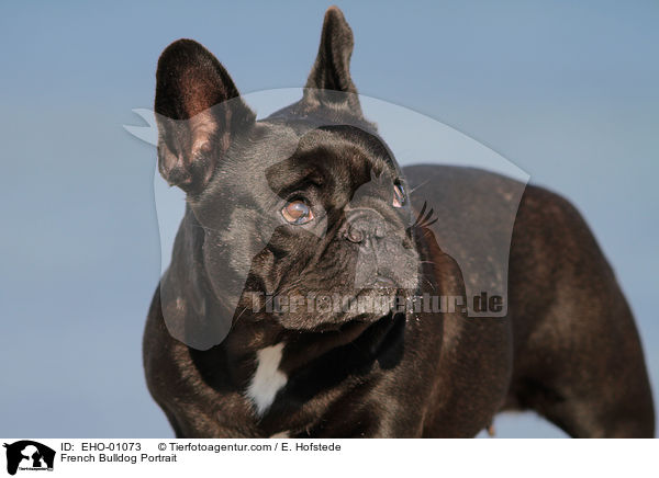 Franzsische Bulldogge Portrait / French Bulldog Portrait / EHO-01073
