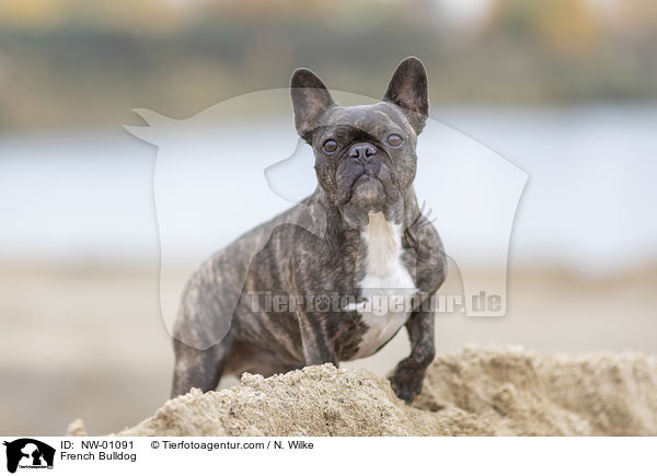 Franzsische Bulldogge / French Bulldog / NW-01091