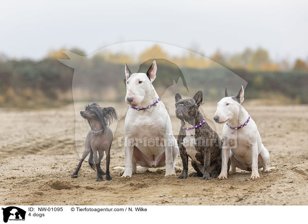 4 Hunde / 4 dogs / NW-01095