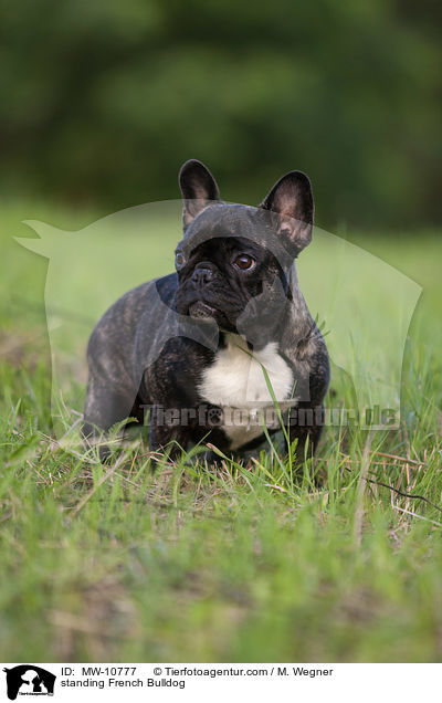 stehende Franzsische Bulldogge / standing French Bulldog / MW-10777