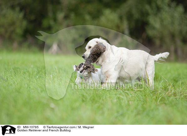 Golden Retriever und Franzsische Bulldogge / Golden Retriever and French Bulldog / MW-10785