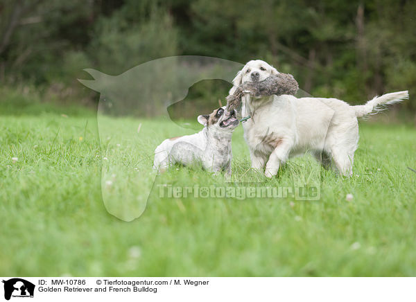 Golden Retriever und Franzsische Bulldogge / Golden Retriever and French Bulldog / MW-10786