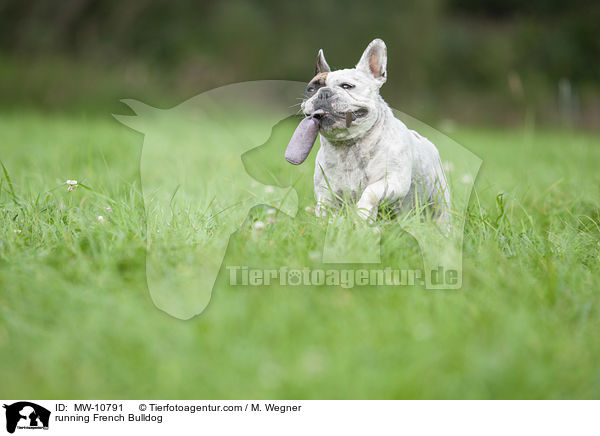 rennende Franzsische Bulldogge / running French Bulldog / MW-10791