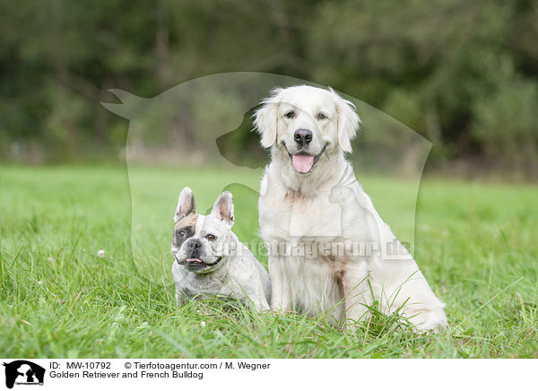 Golden Retriever und Franzsische Bulldogge / Golden Retriever and French Bulldog / MW-10792