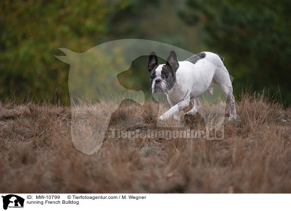 rennende Franzsische Bulldogge / running French Bulldog / MW-10799