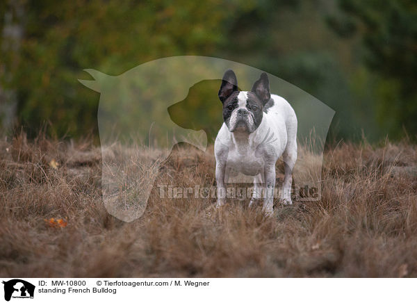 stehende Franzsische Bulldogge / standing French Bulldog / MW-10800