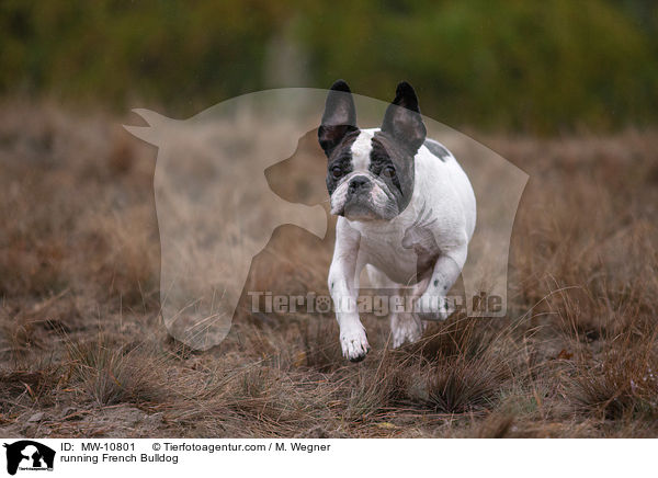 rennende Franzsische Bulldogge / running French Bulldog / MW-10801