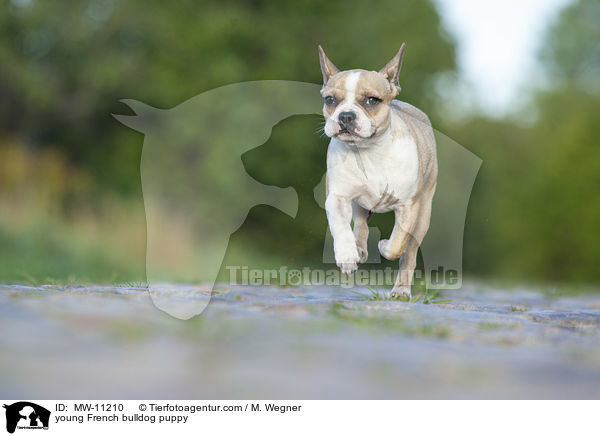 junge Franzsische Bulldogge / young French bulldog puppy / MW-11210