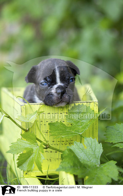 Franzsische Bulldogge Welpe in Kiste / French bulldog puppy in a crate / MW-11333