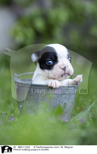 Franzsische Bulldogge Welpe in Eimerchen / French bulldog puppy in bucket / MW-11340
