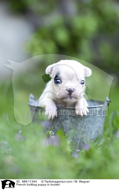 Franzsische Bulldogge Welpe in Eimerchen / French bulldog puppy in bucket / MW-11344
