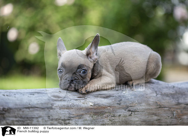 Franzsische Bulldogge Welpe / French bulldog puppy / MW-11392