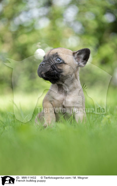 Franzsische Bulldogge Welpe / French bulldog puppy / MW-11402