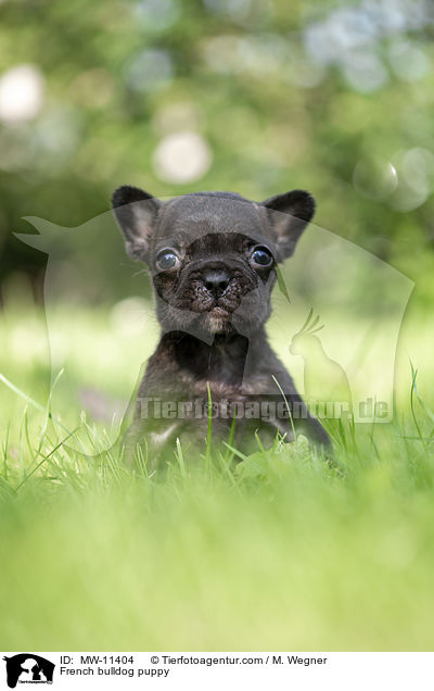 Franzsische Bulldogge Welpe / French bulldog puppy / MW-11404