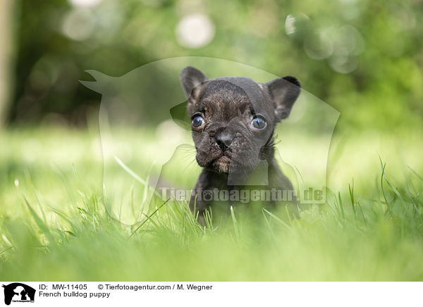 Franzsische Bulldogge Welpe / French bulldog puppy / MW-11405