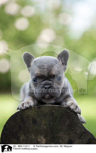Franzsische Bulldogge Welpe / French bulldog puppy / MW-11411