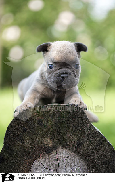 Franzsische Bulldogge Welpe / French bulldog puppy / MW-11422