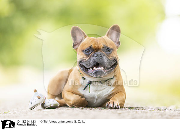 Franzsische Bulldogge / French Bulldog / SZ-01123
