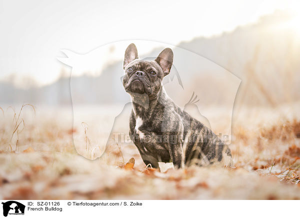 Franzsische Bulldogge / French Bulldog / SZ-01126