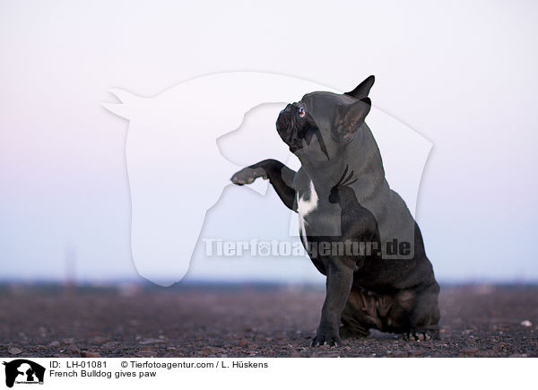Franzsische Bulldogge gibt Pftchen / French Bulldog gives paw / LH-01081