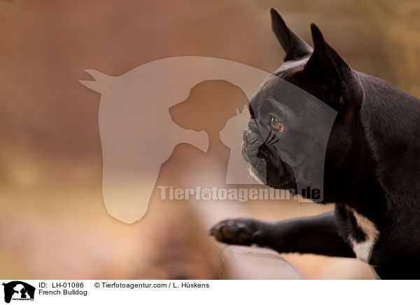 Franzsische Bulldogge / French Bulldog / LH-01086