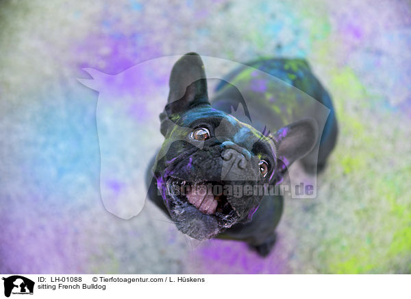 sitting French Bulldog / LH-01088