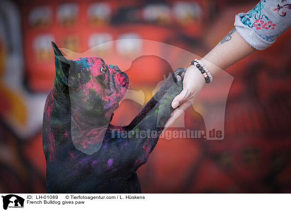 French Bulldog gives paw / LH-01089