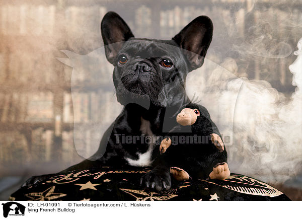 liegende Franzsische Bulldogge / lying French Bulldog / LH-01091