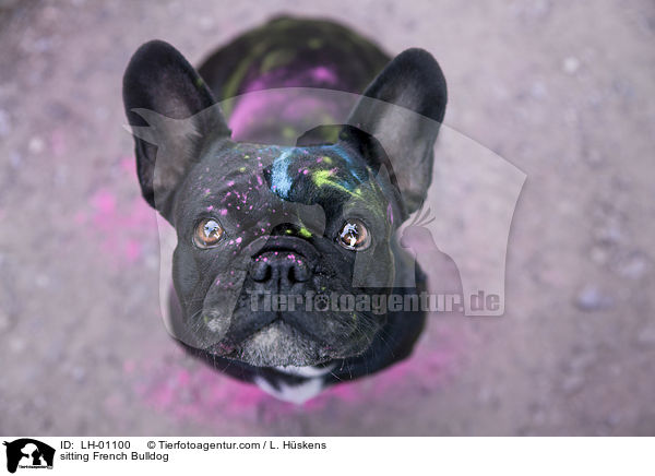 sitzende Franzsische Bulldogge / sitting French Bulldog / LH-01100