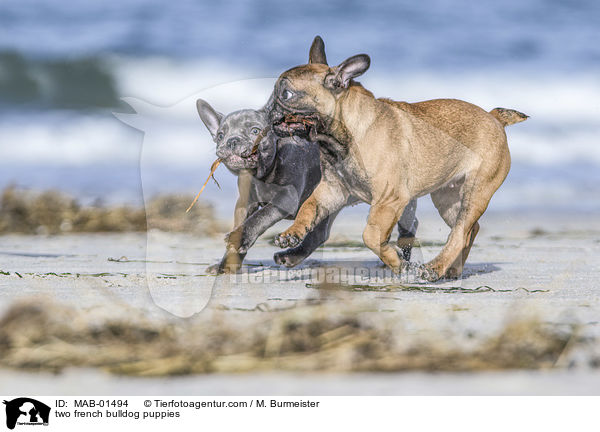 zwei Franzsische Bulldogge Welpen / two french bulldog puppies / MAB-01494