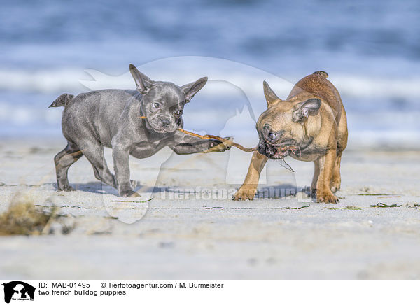 zwei Franzsische Bulldogge Welpen / two french bulldog puppies / MAB-01495