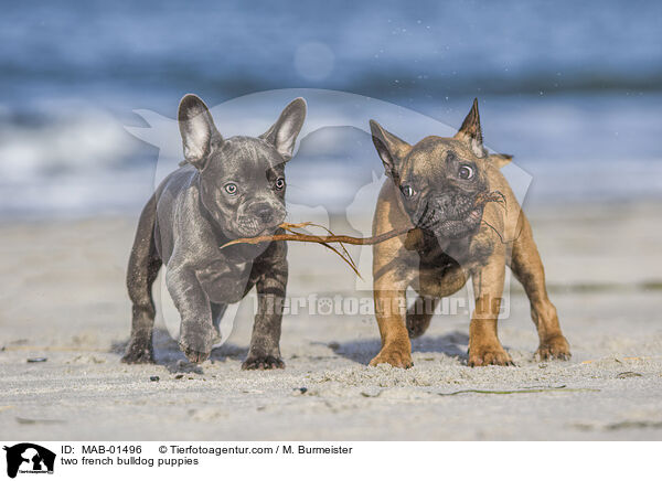 zwei Franzsische Bulldogge Welpen / two french bulldog puppies / MAB-01496