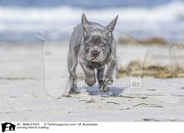 rennende Franzsische Bulldogge / running french bulldog / MAB-01503