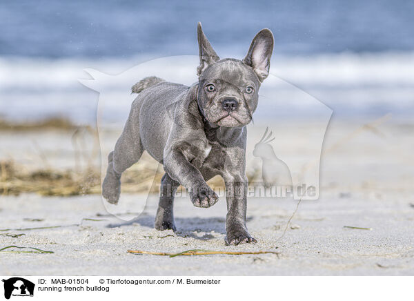 rennende Franzsische Bulldogge / running french bulldog / MAB-01504