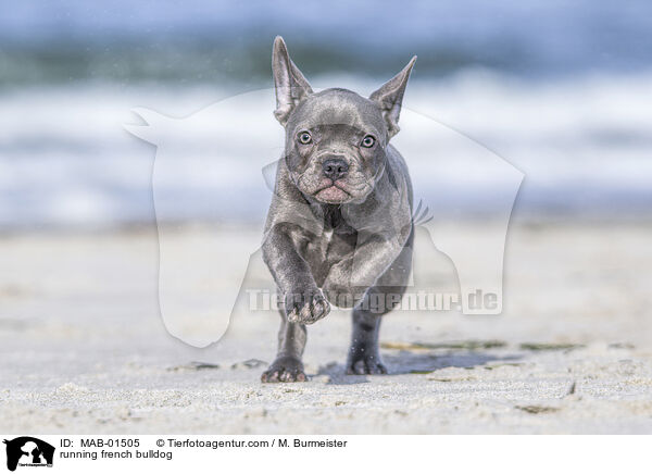 rennende Franzsische Bulldogge / running french bulldog / MAB-01505