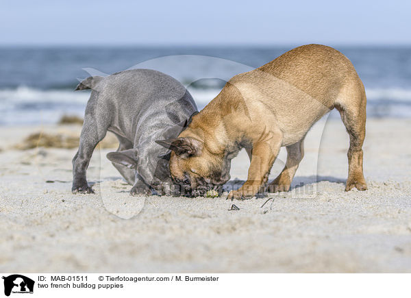 two french bulldog puppies / MAB-01511
