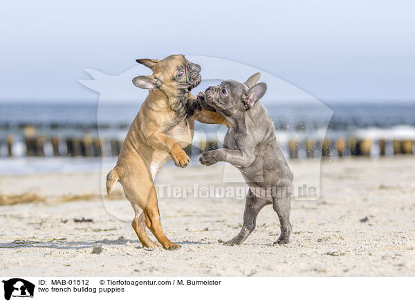 zwei Franzsische Bulldogge Welpen / two french bulldog puppies / MAB-01512
