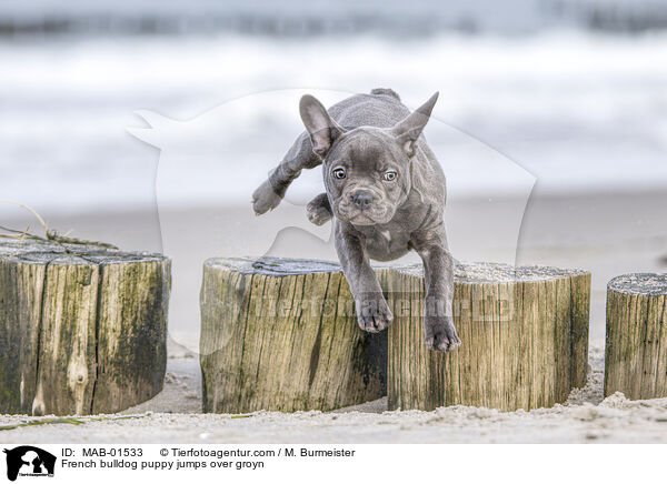 Franzsische Bulldogge Welpe springt ber Buhne / French bulldog puppy jumps over groyn / MAB-01533