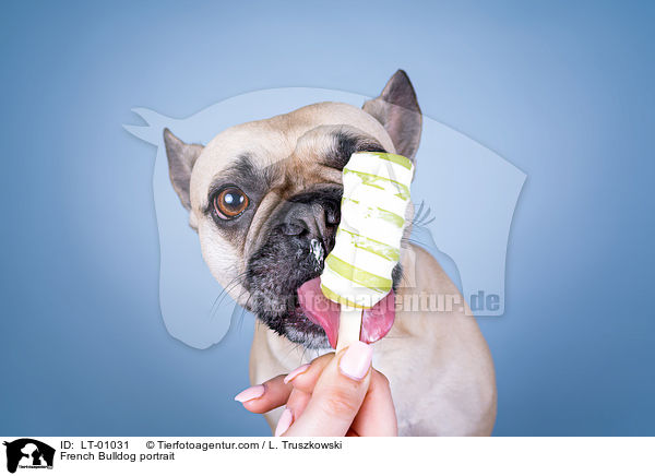 Franzsische Bulldogge Portrait / French Bulldog portrait / LT-01031