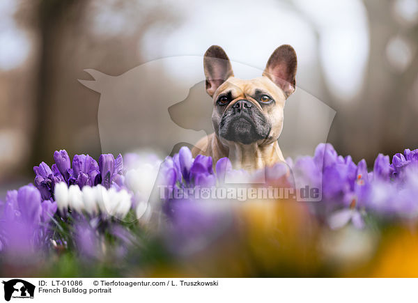 Franzsische Bulldogge Portrait / French Bulldog portrait / LT-01086