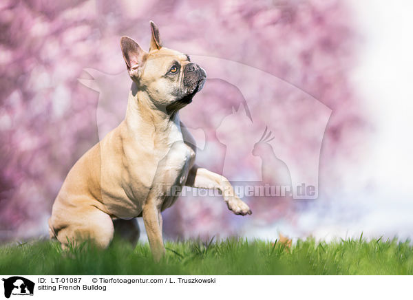 sitzende Franzsische Bulldogge / sitting French Bulldog / LT-01087
