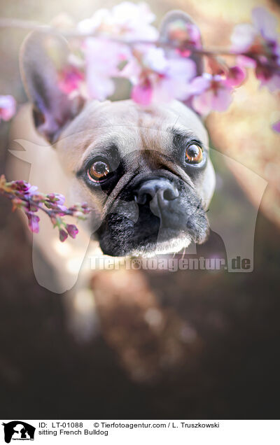 sitzende Franzsische Bulldogge / sitting French Bulldog / LT-01088